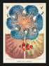 ornate black framed Vintage Illustrations Great Barrier Reef Anemones Wall Art Print